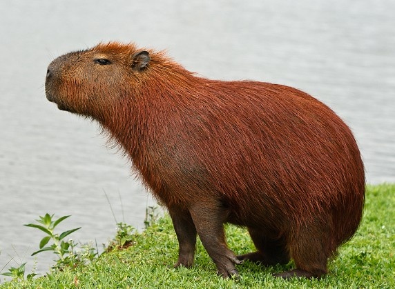 Словил ДЗЕННННН... (Источник: Яндекс.Картинки)