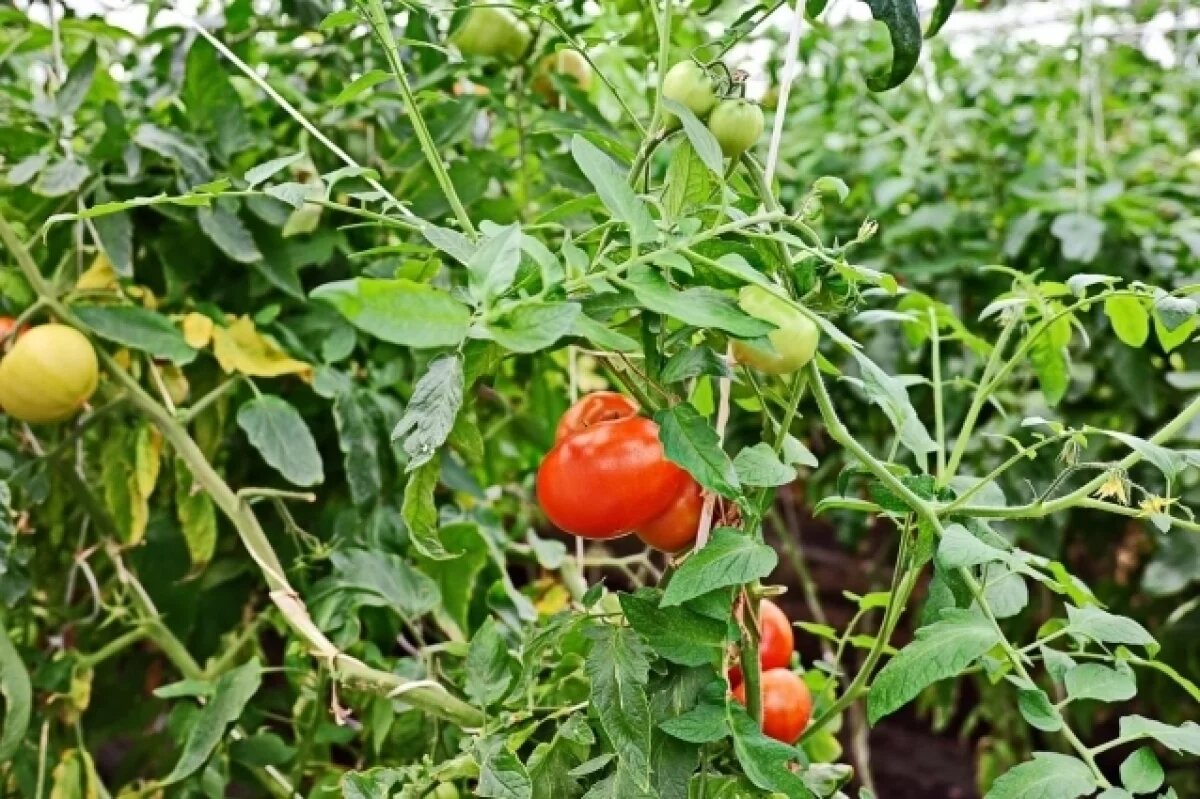    Около 100 тонн томатов собрали в теплицах «Спецремстройзеленхоз» в Самаре