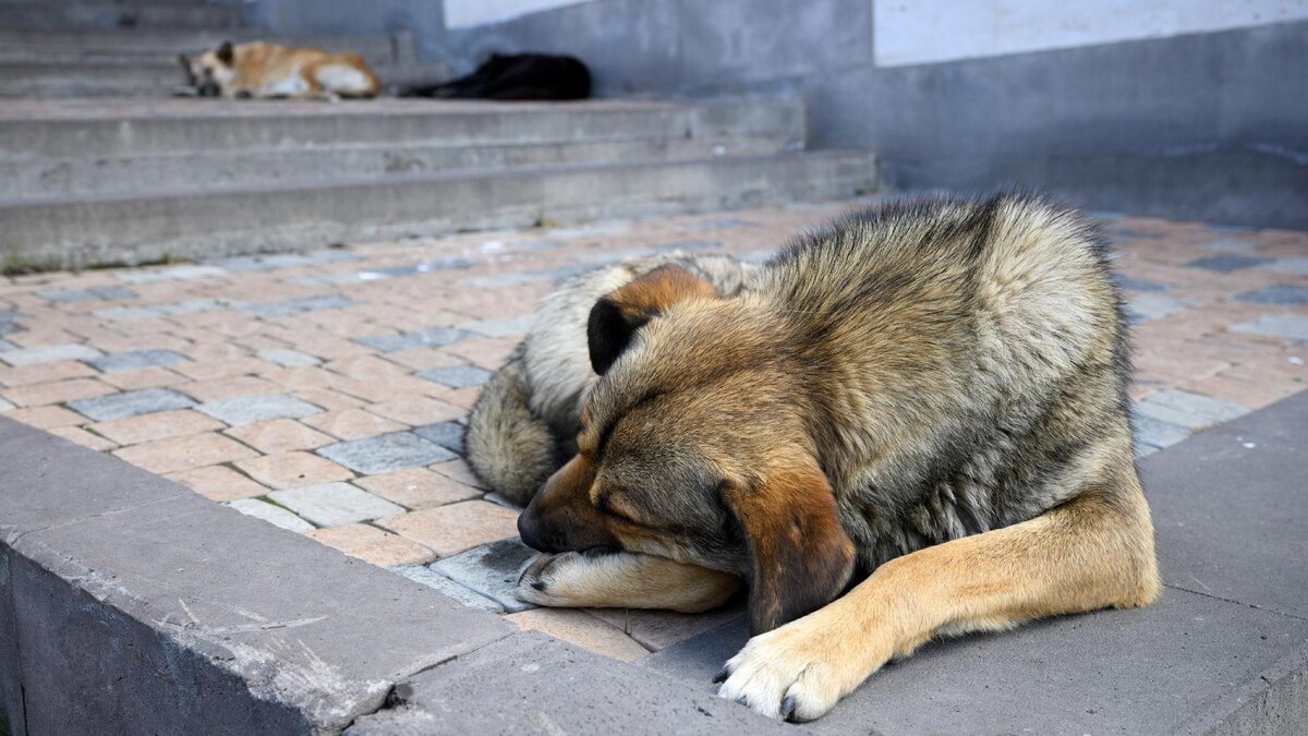    Фото: Bernd von Jutrczenka/globallookpress.com