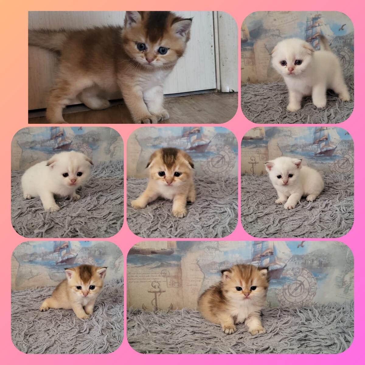 7меро котят