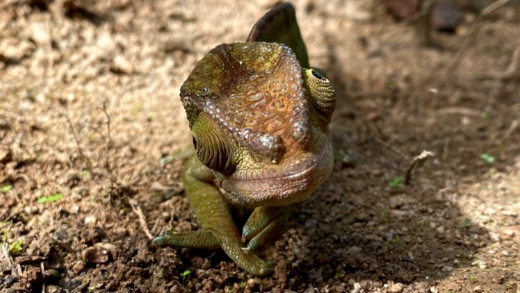 Шаророгий хамелеон. Улыбочка и взгляд