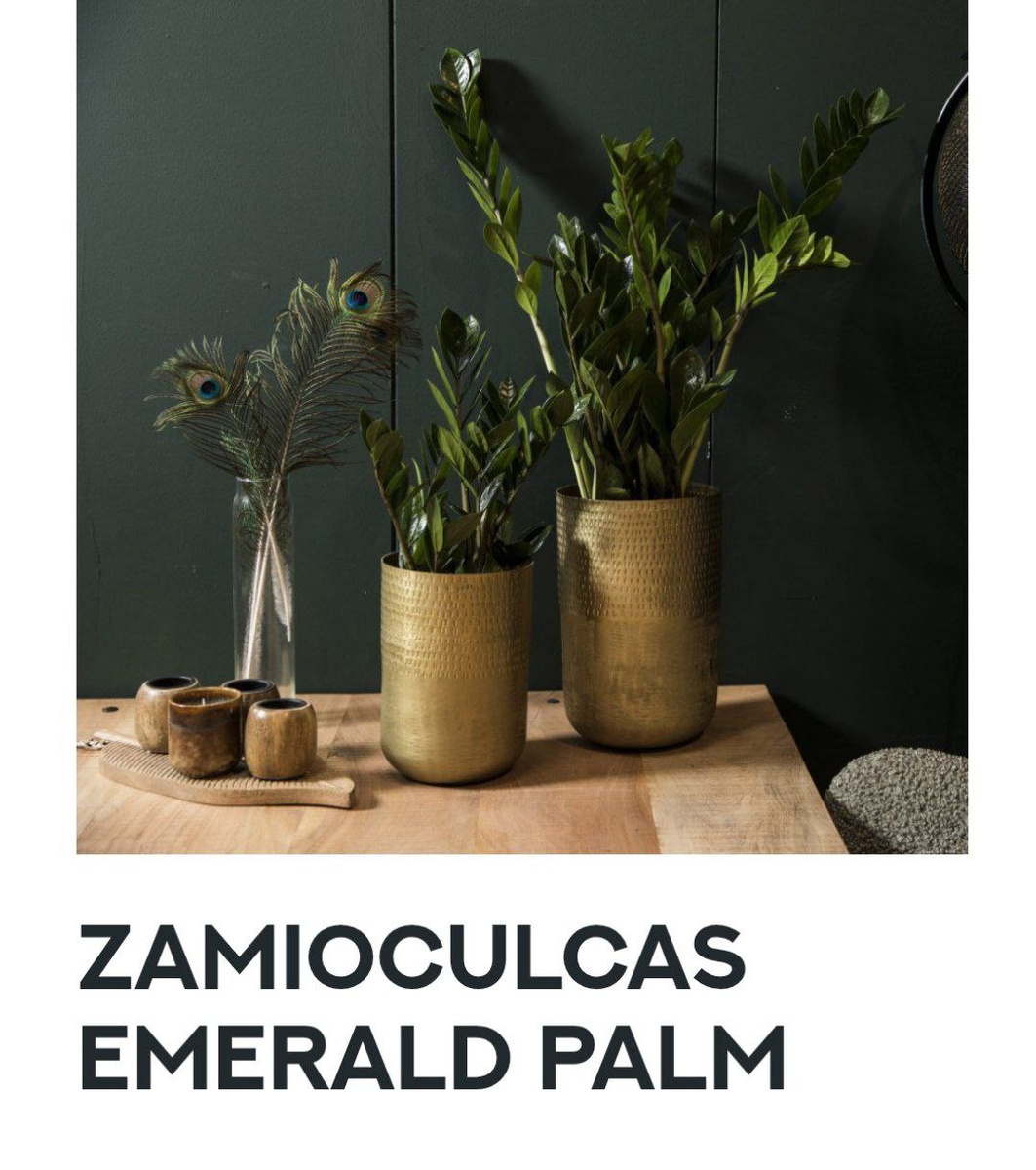 Фото с сайта голландского производителя Royal Green