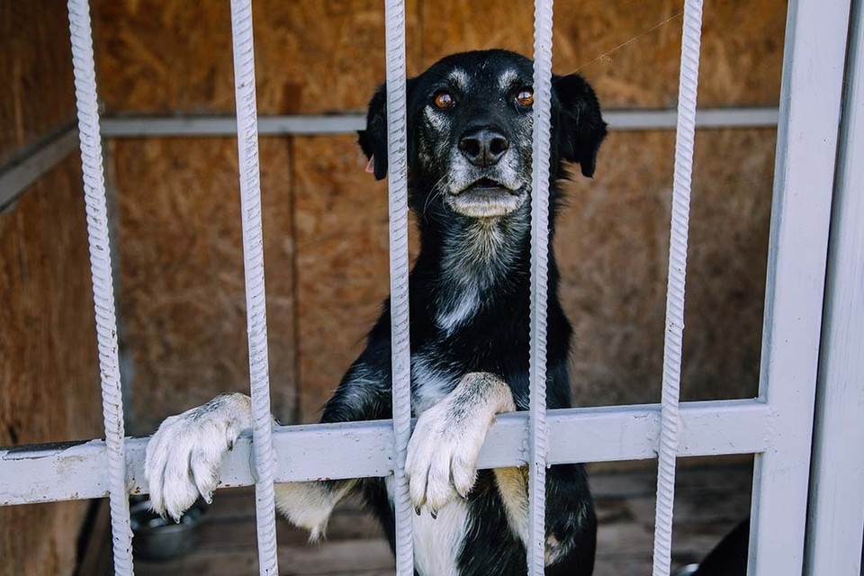    Ожидается, что через три года аналогичную площадку откроют в Кронштадте. Григорий КУБАТЬЯН