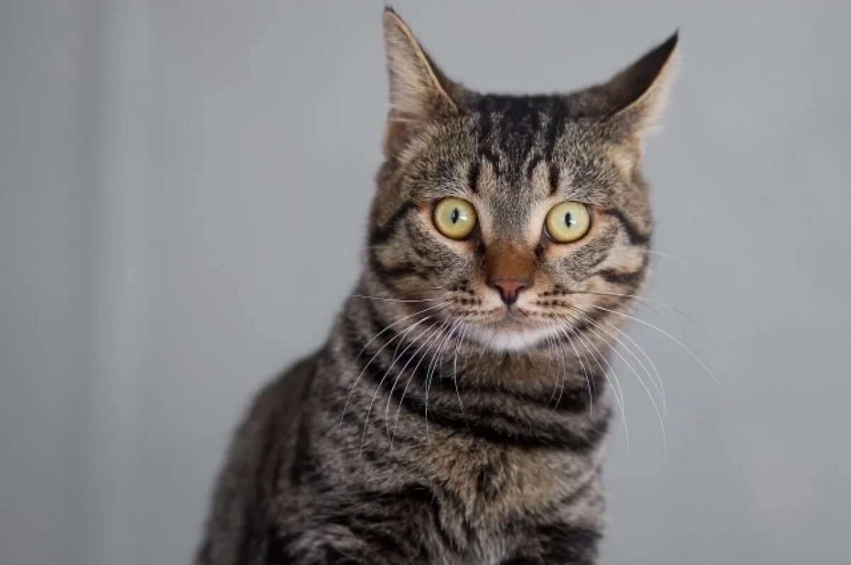    Кот Бобик наполовину бобтейл, а его тело покрыто яркими полосками