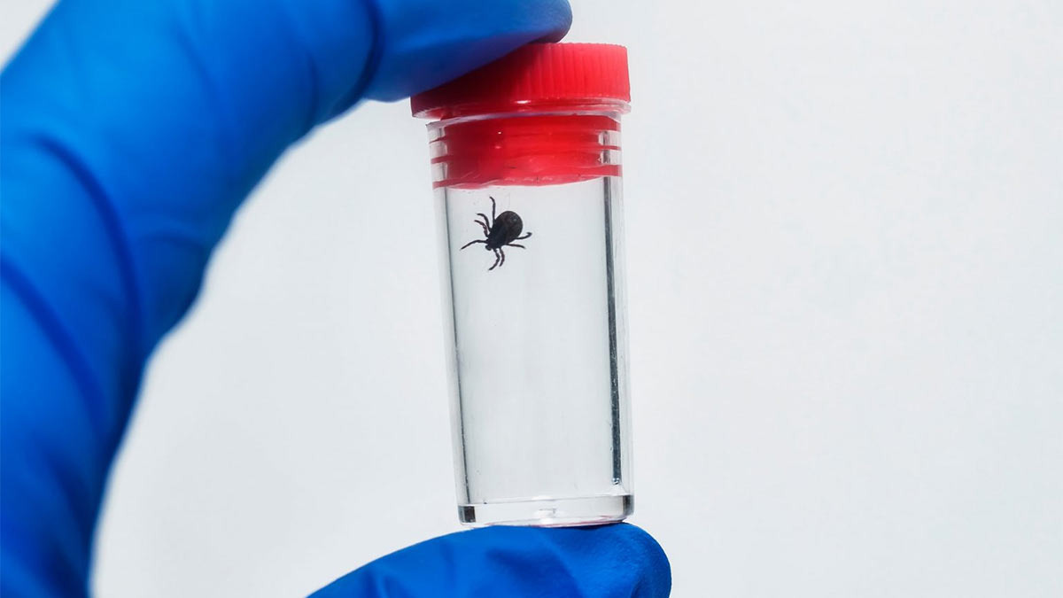 Интервью: Инфекционист – «Клещей снимают неправильно — и это дорого обходится»