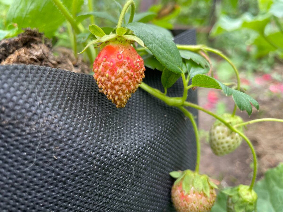 Ягоды выглядят подсохшими, как будто бы с трещинками. Фото автора 