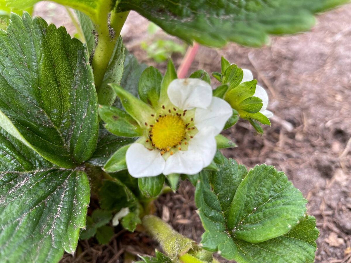 Если присмотреться к цветку, то вредителя можно увидеть невооруженным глазом. Фото автора 
