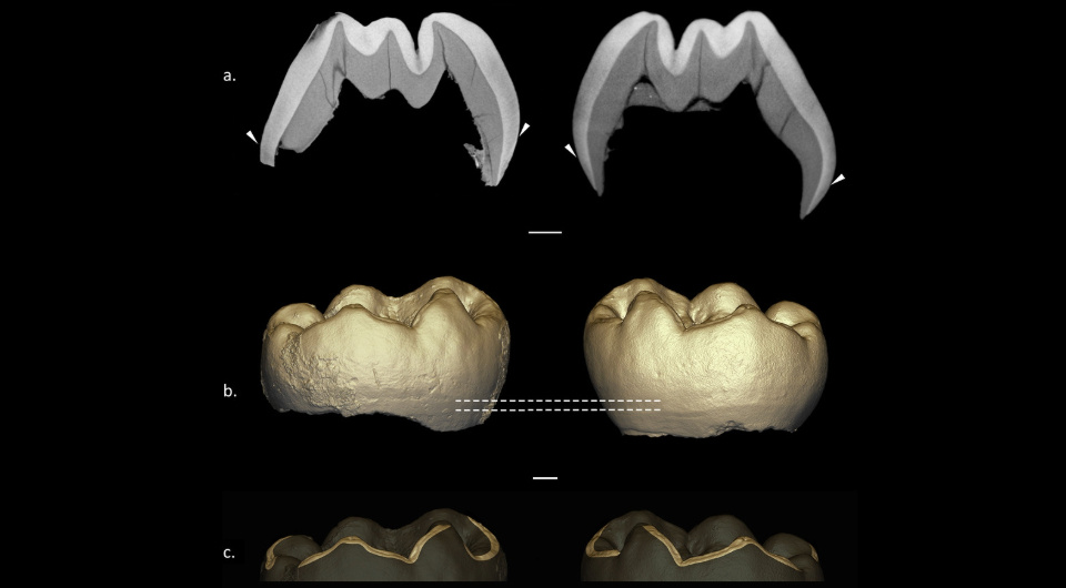   Juliette Henrion et al. / Journal of Human Evolution, 2023