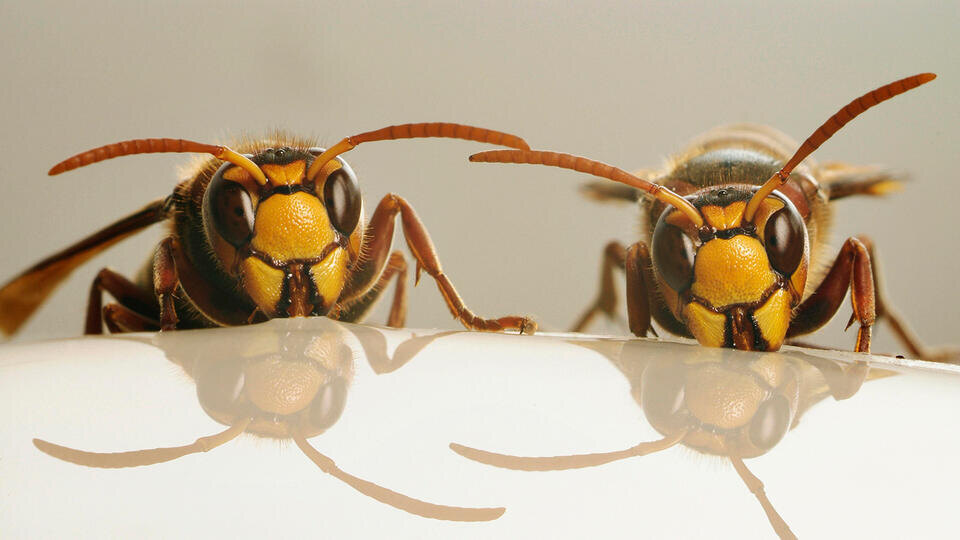 Фото: © www.globallookpress.com/Andre Skonieczny/imageBROKER.com