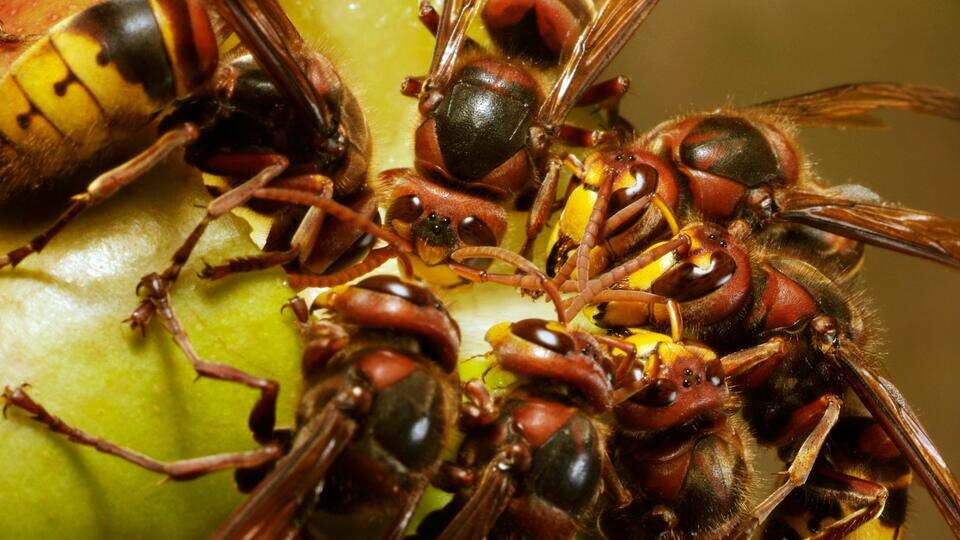 Фото / Видео: © www.globallookpress.com/Andre Skonieczny/imageBROKER.com