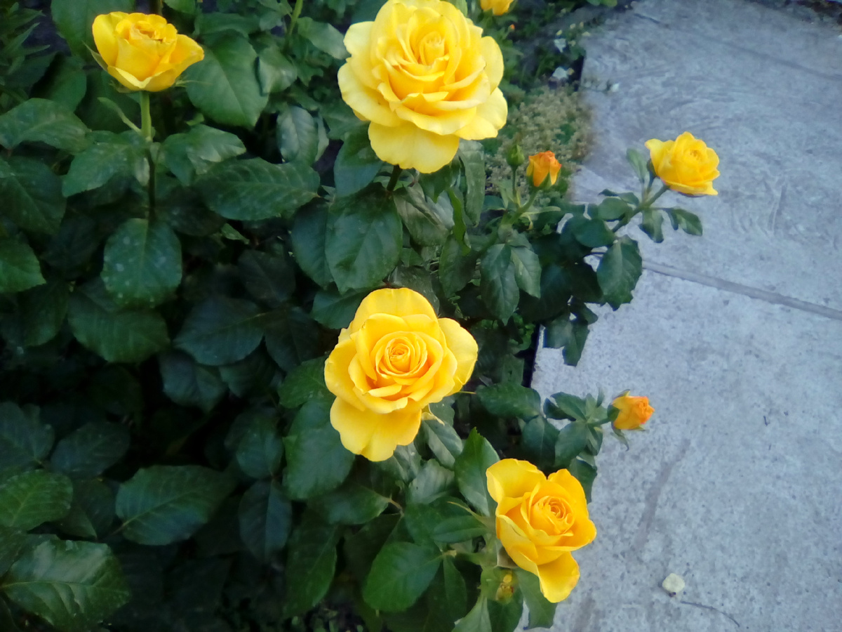 Роза Керио (Kerio).