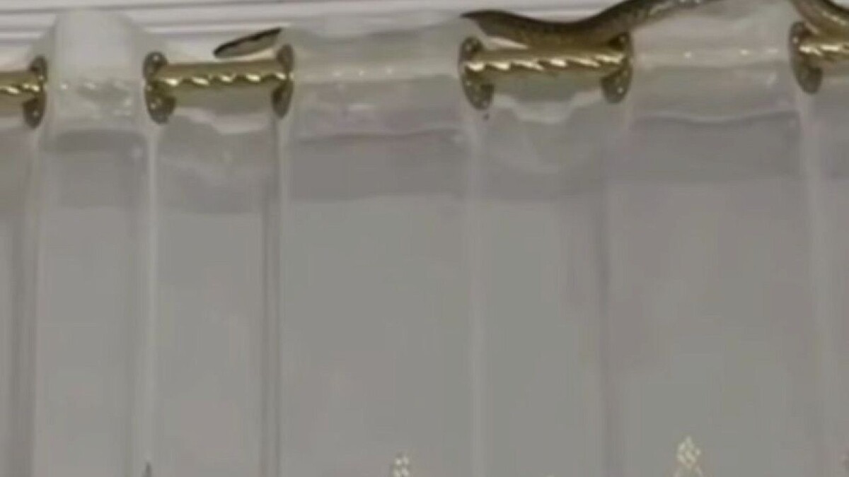    Фото: t.me/shot_shot