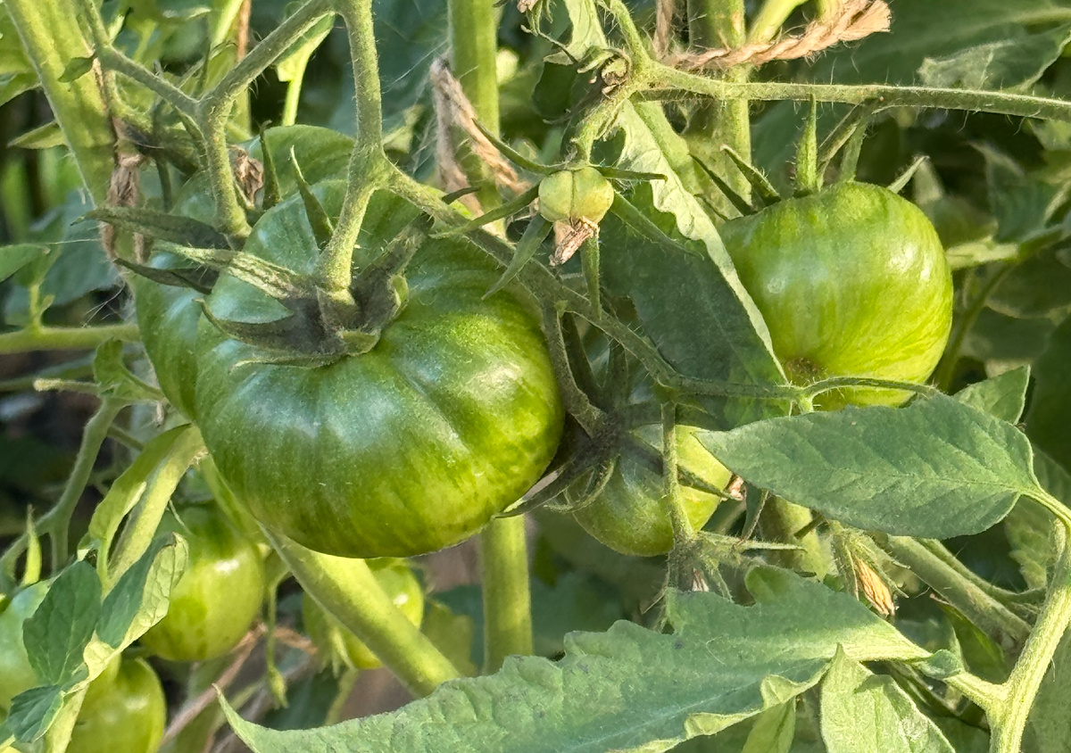 Почему томаты сбрасывают завязи