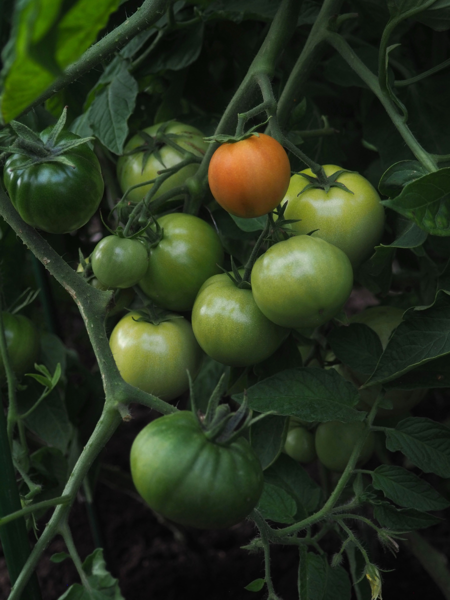 Томаты сбрасывают завязи