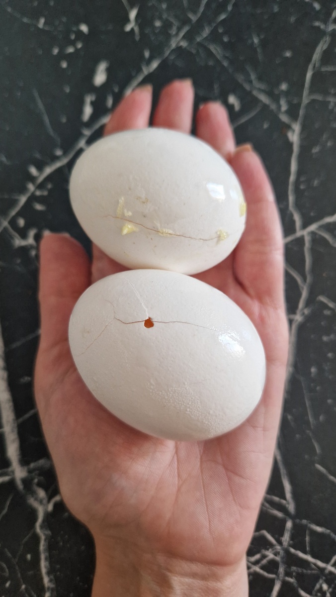  Яйца. Жаль, что не золотые.