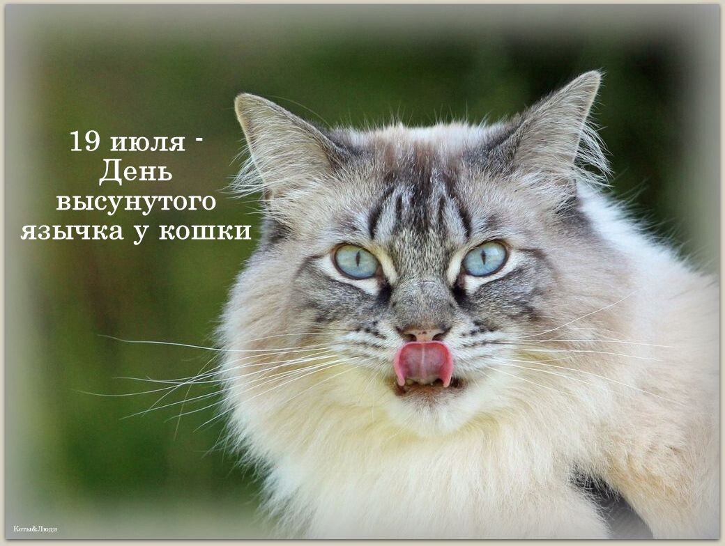 Коллаж автора. Использовано фото: https://cat-vet.ru/info/yazyk-koshki/?ysclid=md8t9xuvvz933644218