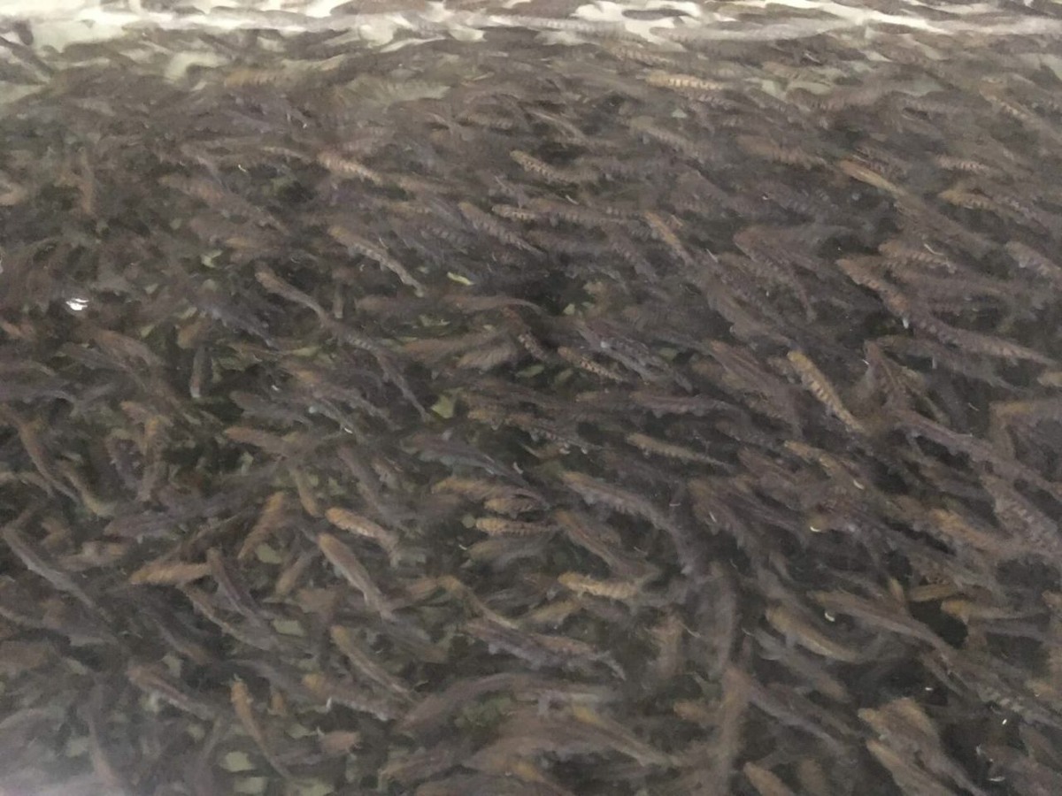    Фото взято из группы "Министерство сельского и рыбного хозяйства РК" в соцсети "ВКонтакте"