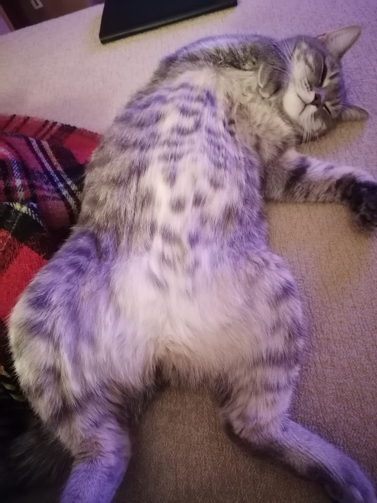 Очень быстро этот хитрый хвостик сообразил, что если повернуться кверху пузечком, кожаные не смогут утерпеть, чтобы не погладить