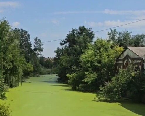    такой зеленой стала река Гнилуша в Красном Сулине // фото: скриншот телеграм-канал "Че по Ростову?"