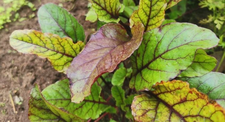    Фото: Лукьянов Дмитрий, AgroXXI.ru