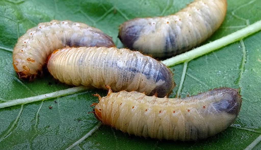 Чёрная львинка: биологические особенности и преимущества