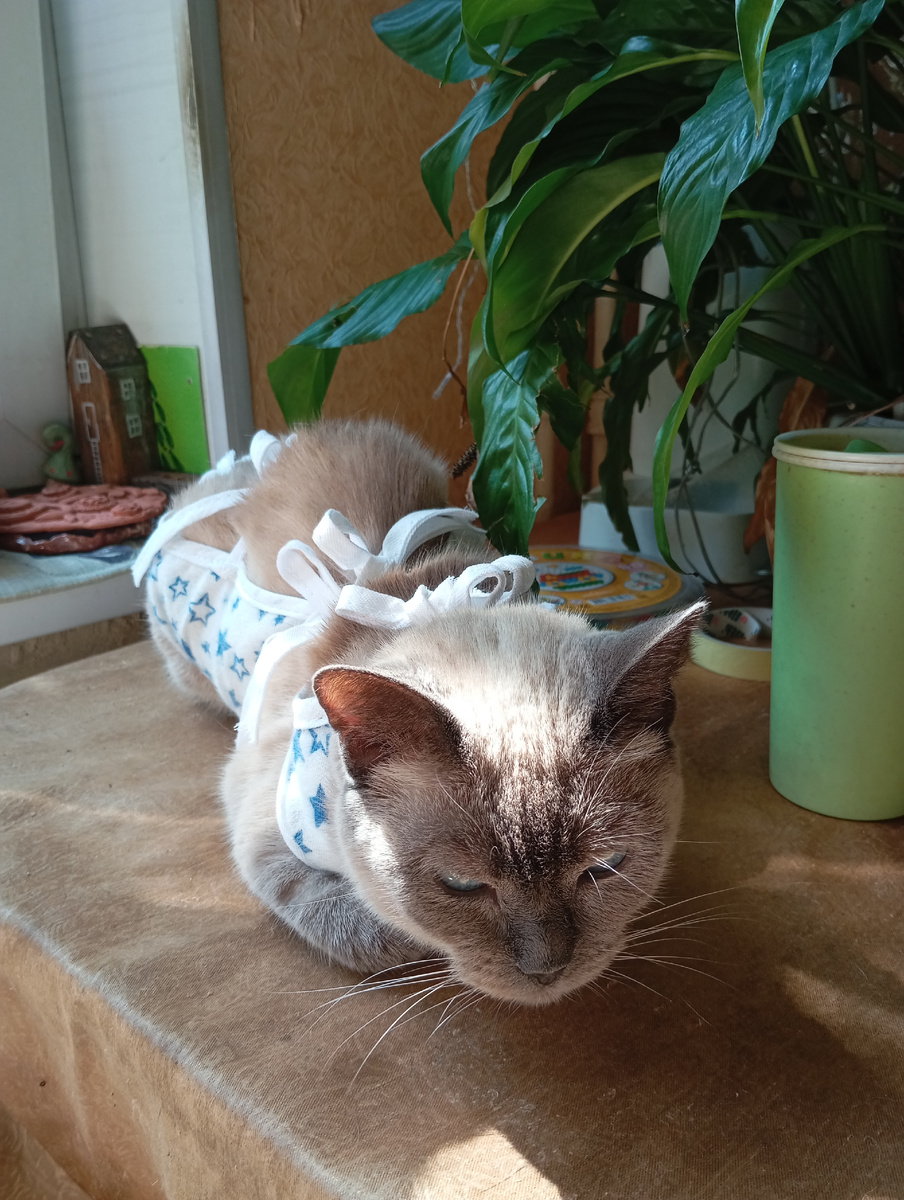 В послеоперационной попоне.