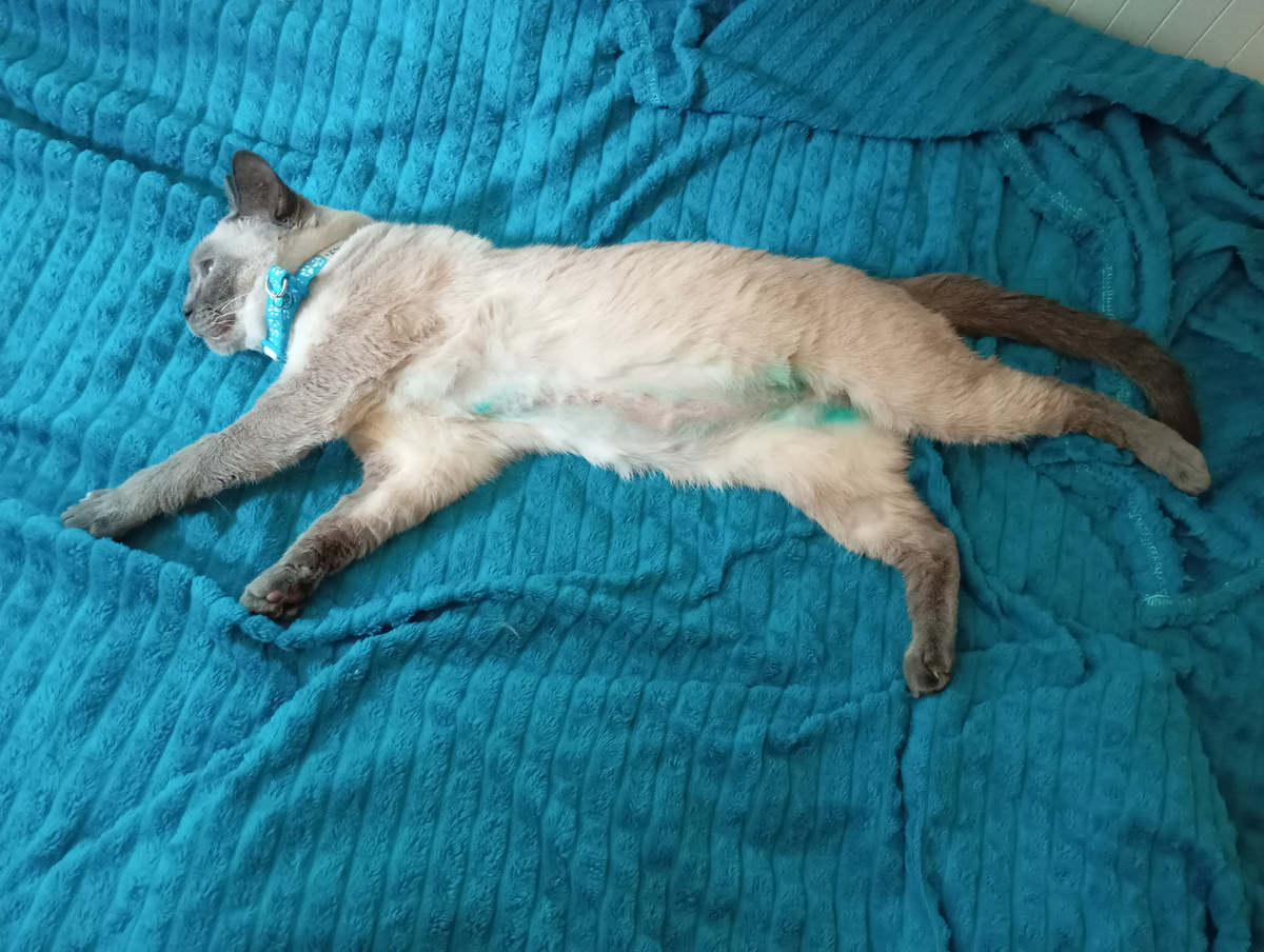 Сняли швы и попону.