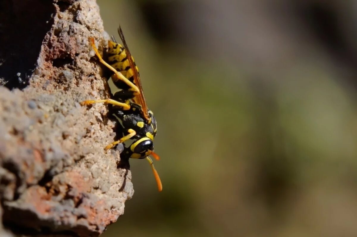    Тюменцам рассказали, как избавиться от ос с помощью огурца и алюминия