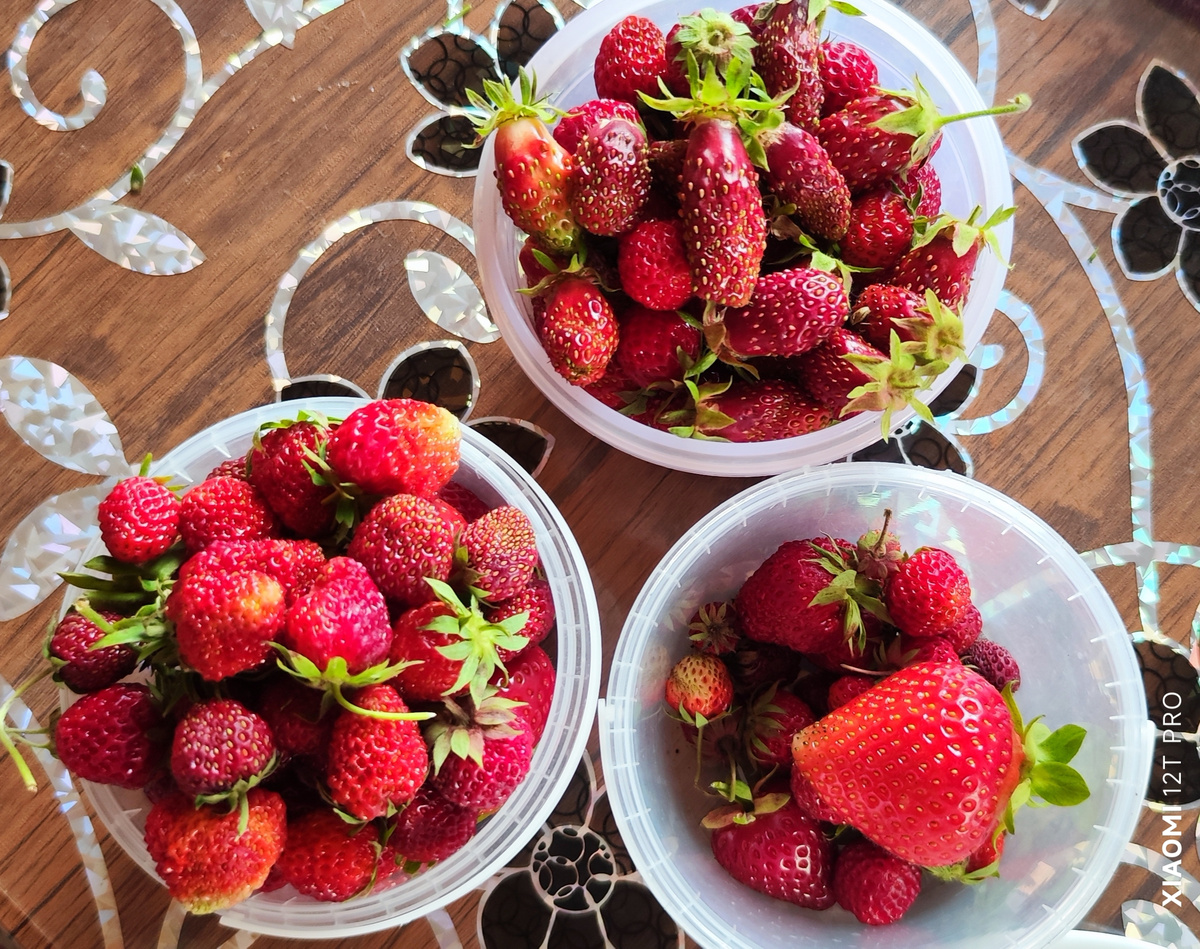 Ягодки свои.