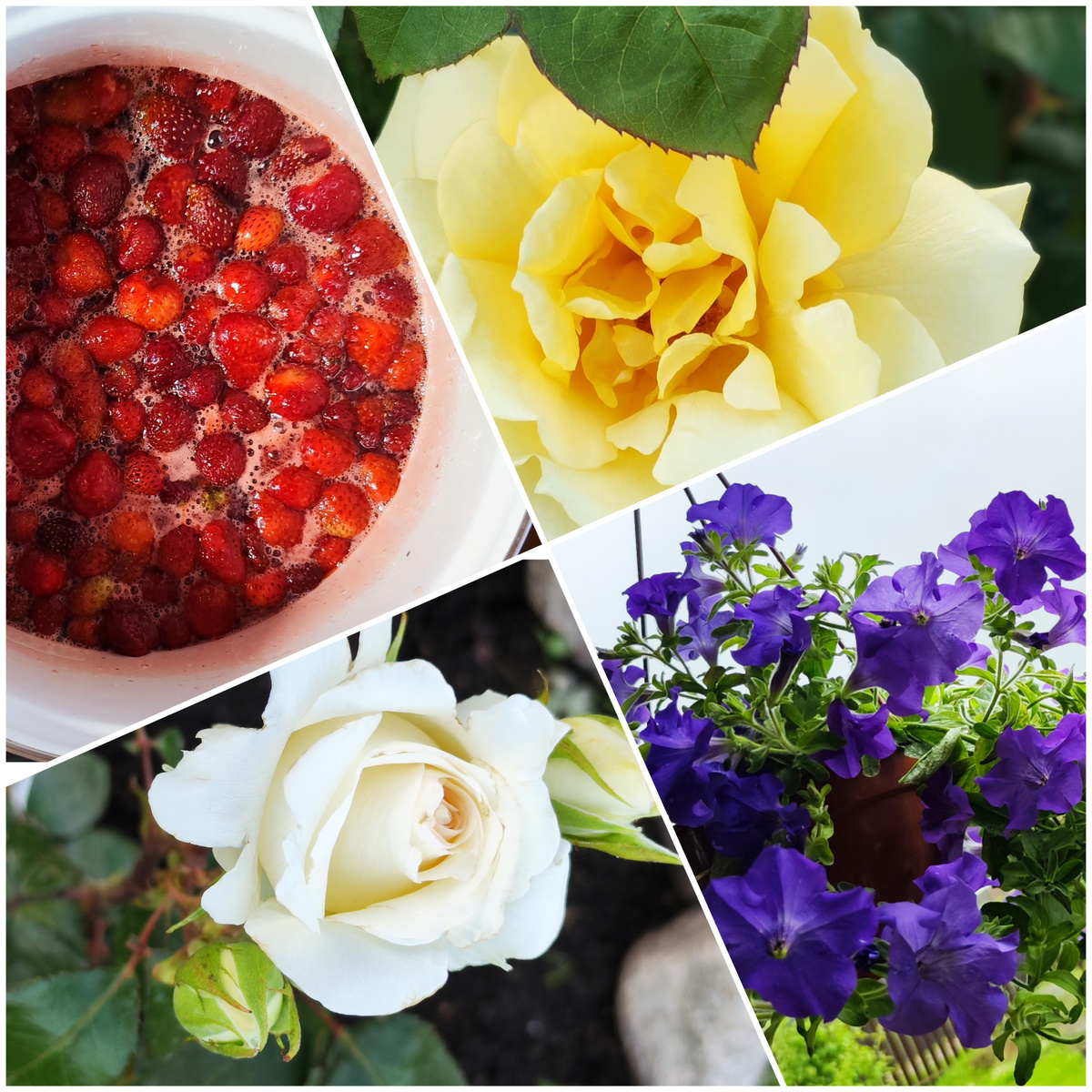 Коллаж автора.