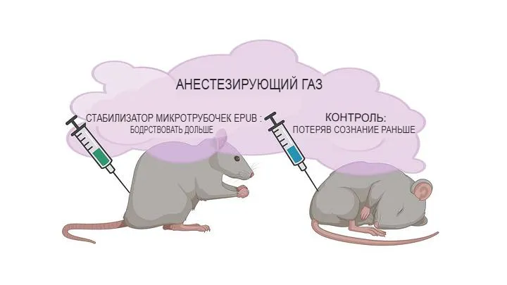Изображение: M.C. Wiest et al.
