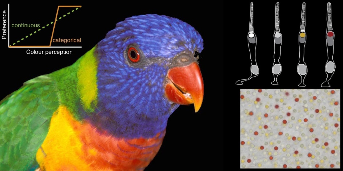     Четыре типа фоторецепторов птичьего зрения Almut Kelber / Current Opinion in Behavioral Sciences, 2019