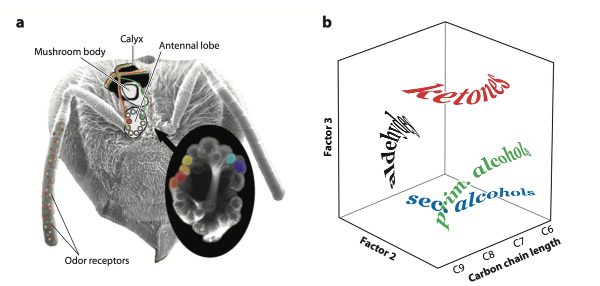    Обонятельный умвельт пчелы Ryan & Cummings / Annual Review of Ecology, Evolution, and Systematics, 2013