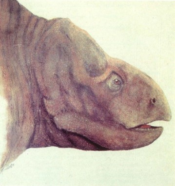 Портретная реконструкция ишигуаластии.