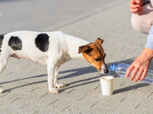    Фото: 123RF/iuriigagarin