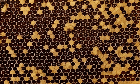 Что делают с рамками с горбатым расплодом?