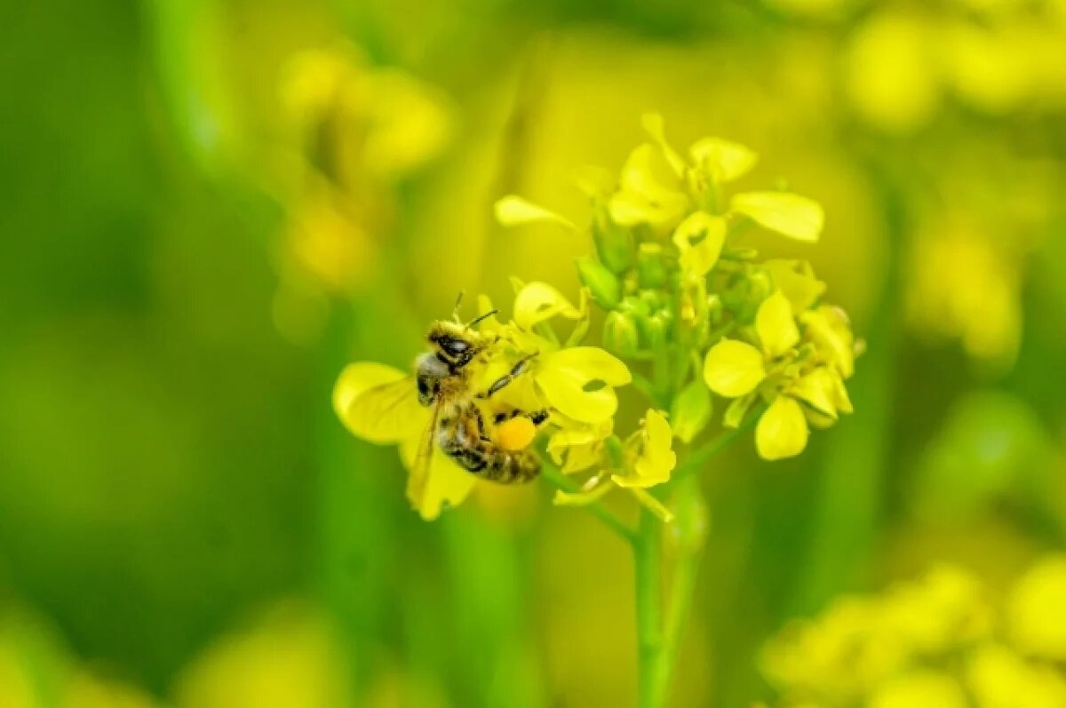    Врач Павлова объяснила, для кого укус пчел опасен даже без аллергии