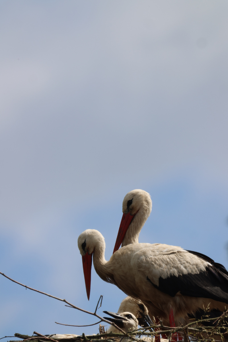 Фото сделано в деревне Большой Луцк 