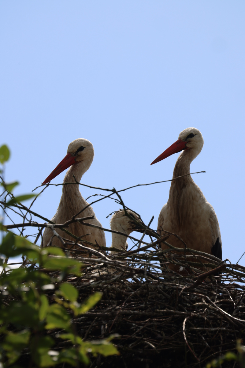 Фото сделано в деревне Большой Луцк