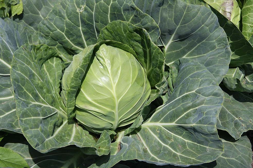 Белокочанная капуста, цветная капуста и брокколи — бесценные помощники в борьбе с лишним весом. Белокочанная капуста действует на организм как щётка, очищая его от лишнего. Брокколи — кладезь витаминов и микроэлементов. Один из них, индол-3-карбинол, нормализует обмен эстрогенов. По содержанию витаминов белокочанная капуста уступает только брокколи. Капуста — низкокалорийный продукт, поэтому её можно включать в рацион без ограничений.