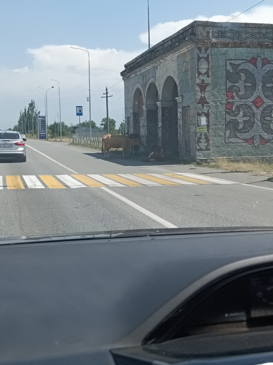 Милки на остановке ждут автобус. Наверное на молочную станцию. 