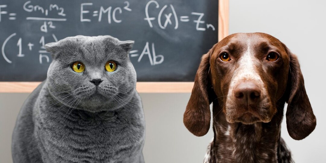 Кто умнее — кошки или собаки? Научный ответ нейробиологов завершает спор