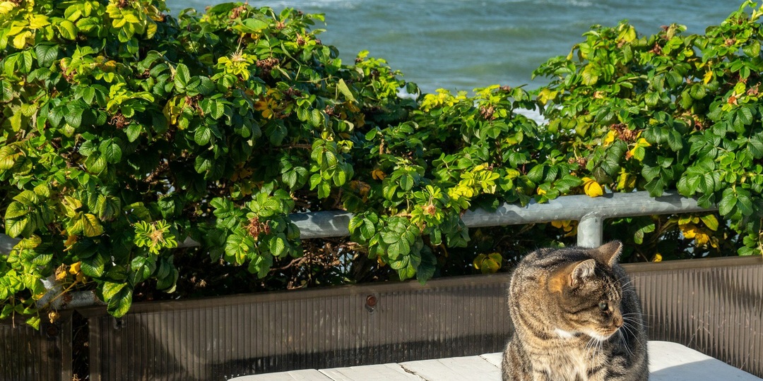 Выходные в Зеленоградске: готовый маршрут для прогулки