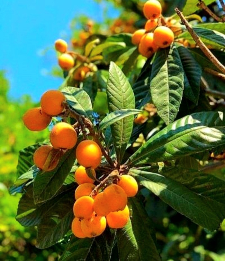 Мушмула на дереве! Очень вкусно!