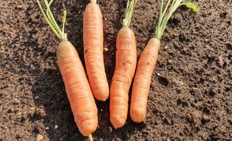    Фото: Лукьянов Дмитрий, AgroXXI.ru