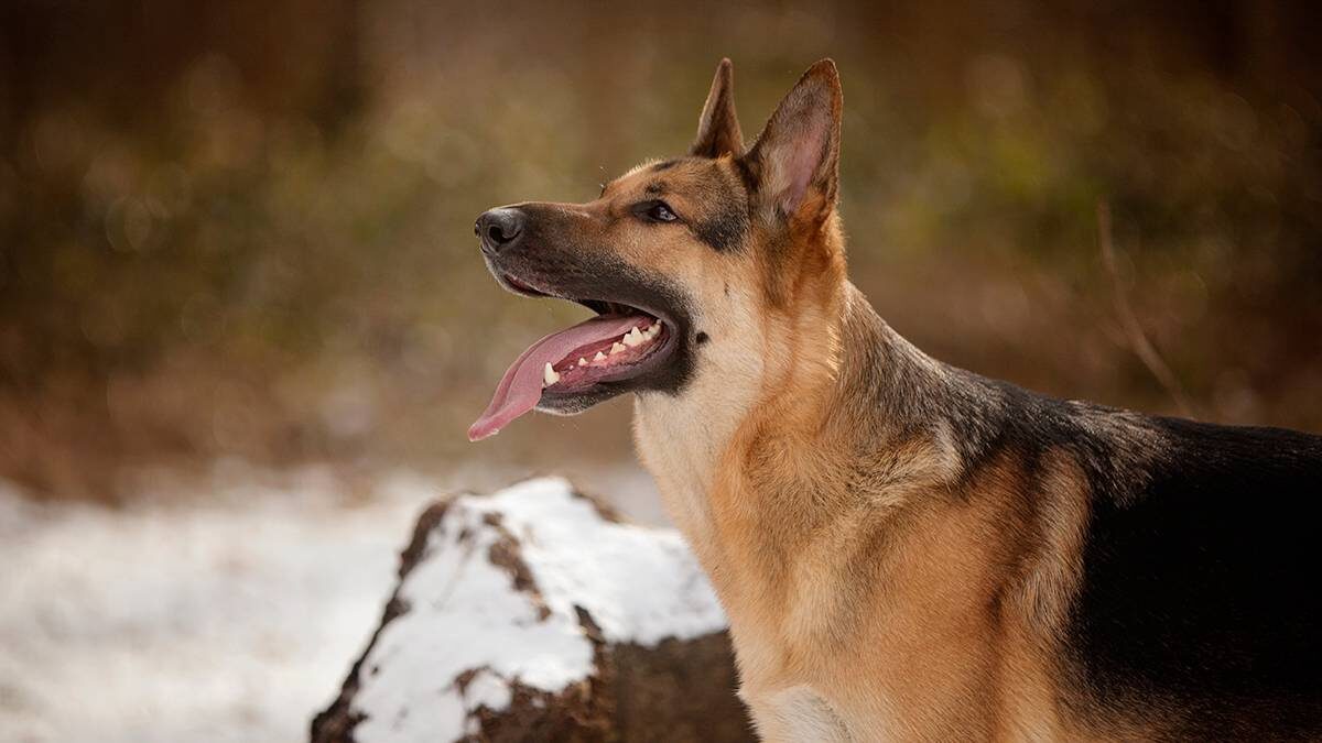    Фото: Shutterstock