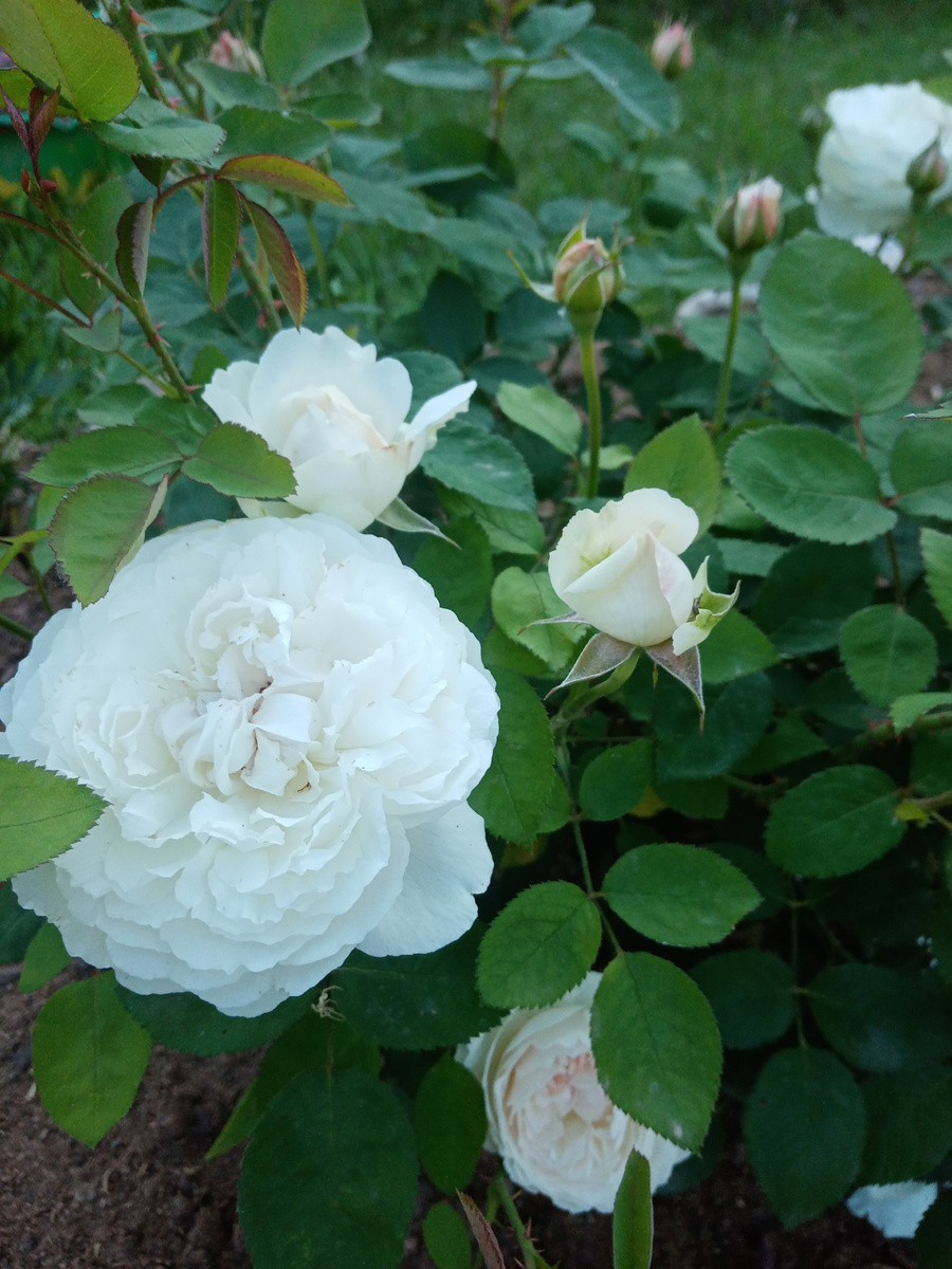 Winchester Cathedral в цветении!/фото автора