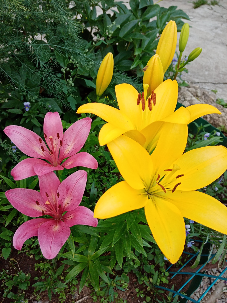 лилии начинают цветение