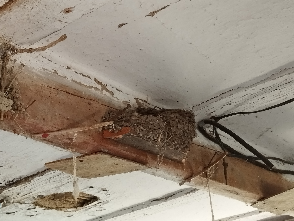 Покинутое гнездо. Фото автора статьи: Ворошиловой М. В.