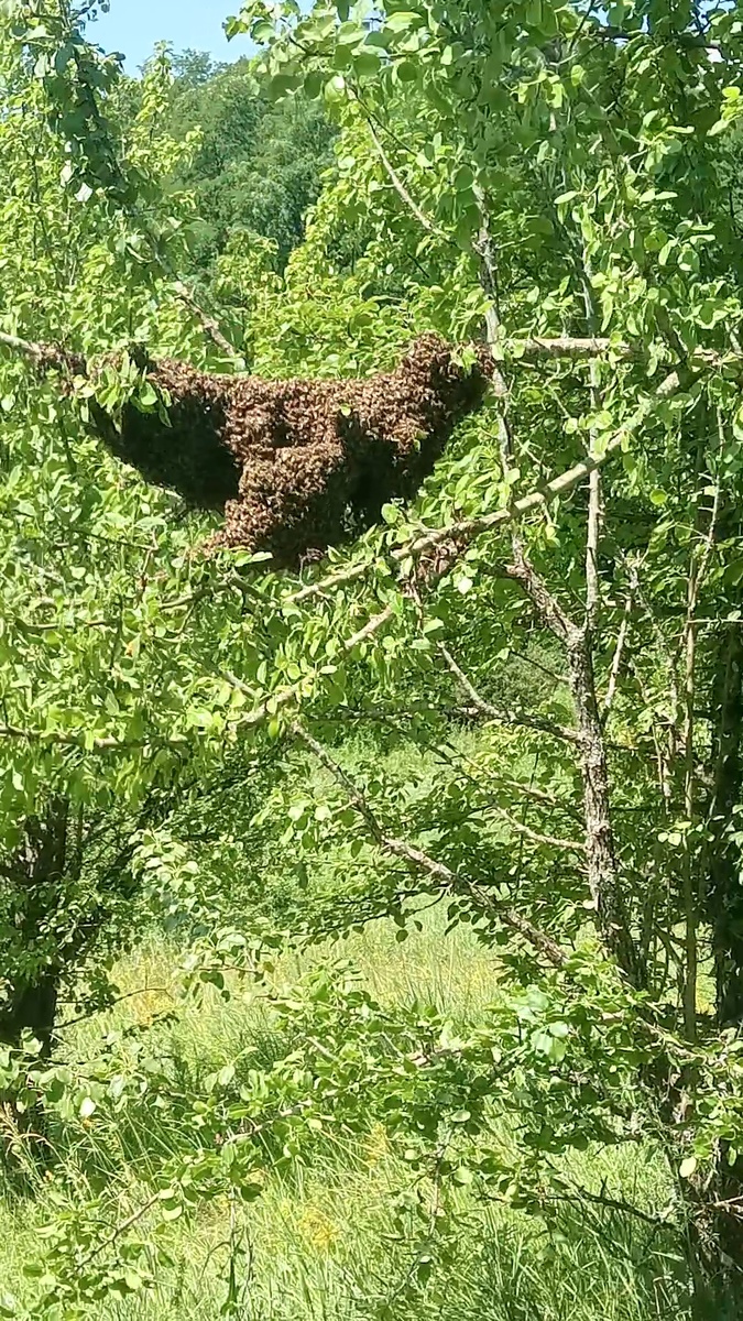 Рой привившийся на дереве 